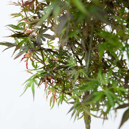 Japanese maple - 2 pcs. - Acer palmatum 'Shaina' - Height 80-90cm - ⌀19cm