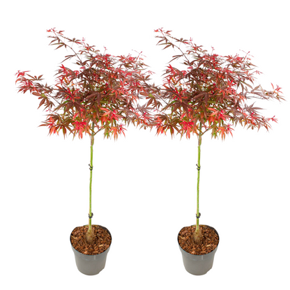 Japanese maple - 2 pcs. - Acer palmatum 'Shaina' - Height 80-90cm - ⌀19cm
