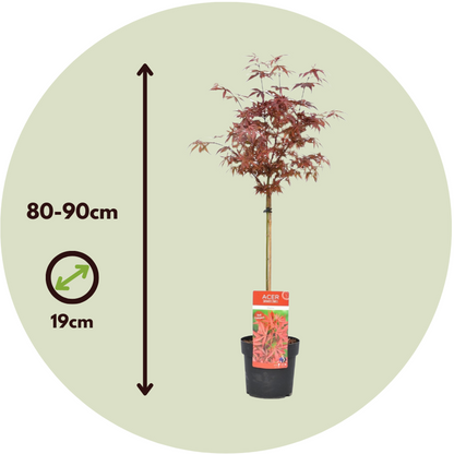 Japanese maple - 2 pcs. - Acer palmatum 'Shaina' - Height 80-90cm - ⌀19cm