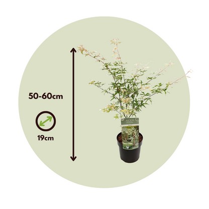 Japanese maple - Acer palmatum 'Ukigumo' - Height 50-60cm - ⌀19cm