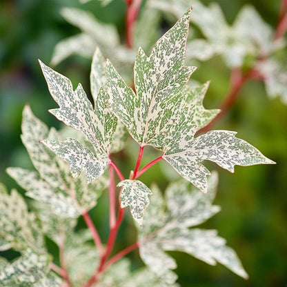 Japanese maple - 2 pcs. - Acer palmatum 'Ukigumo' - Height 50-60cm - ⌀19cm