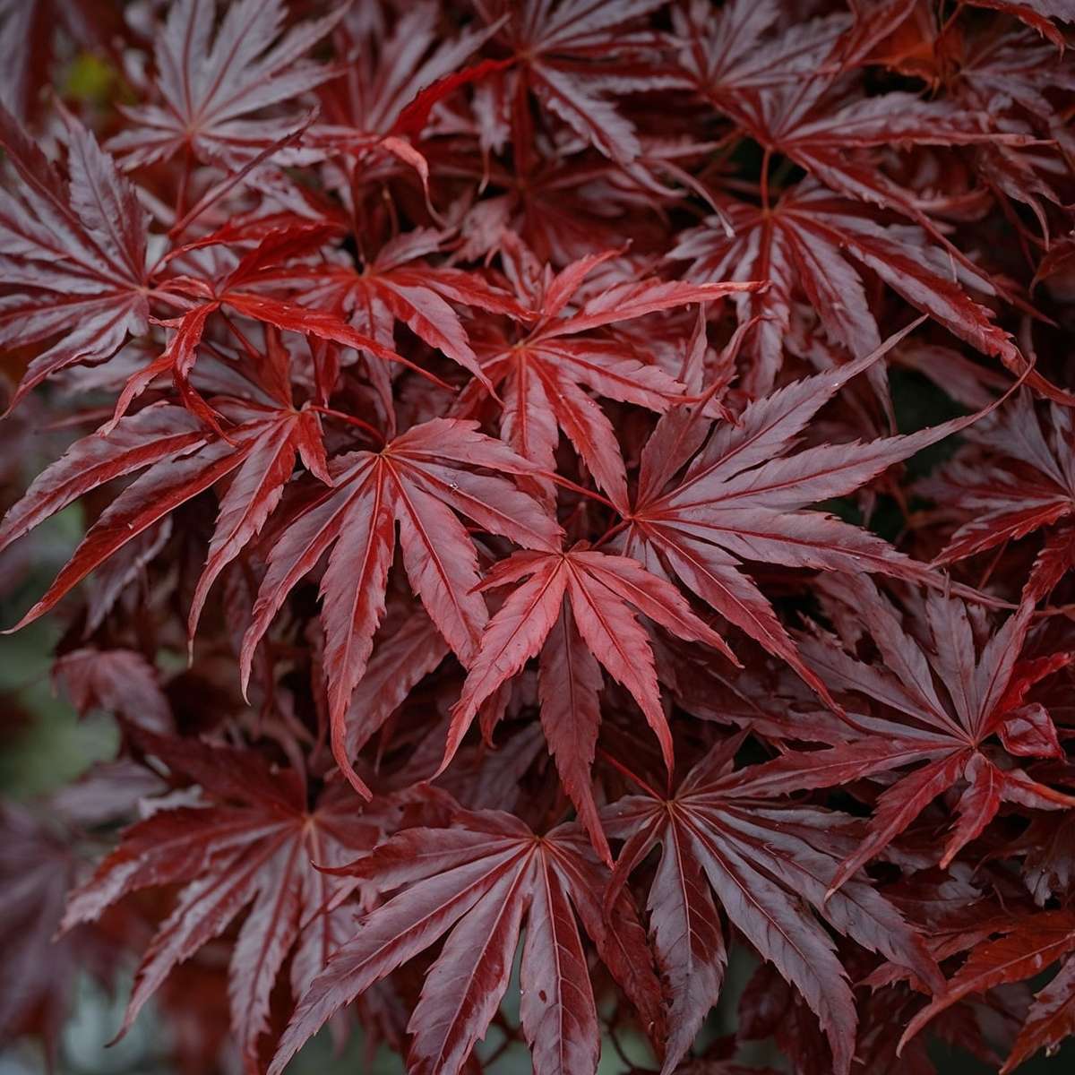 Japanese maple - Acer palmatum 'Atropurpureum' - Height 25-40cm - ⌀10,5cm