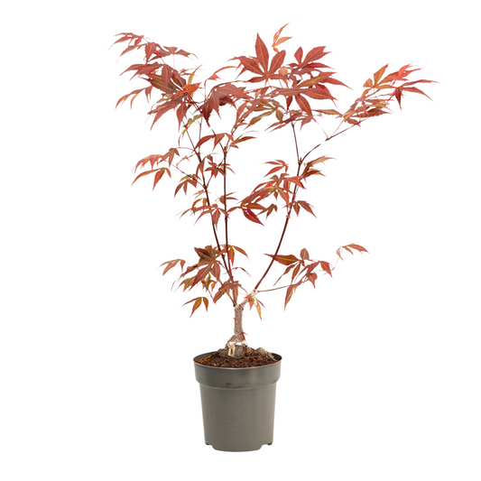 Japanese maple - Acer palmatum 'Atropurpureum' - Height 25-40cm - ⌀10,5cm