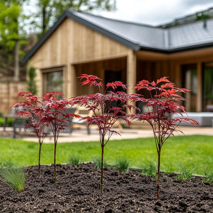 Japanese maple - 4 pcs. - Acer palmatum 'Atropurpureum' - H25-40cm - ⌀10,5cm