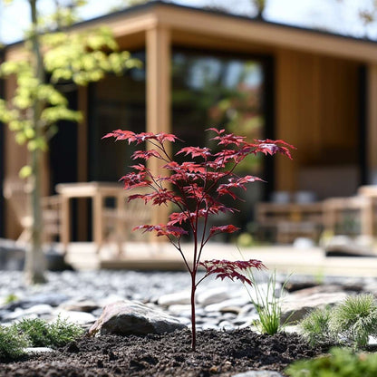 Japanese maple - 4 pcs. - Acer palmatum 'Atropurpureum' - H25-40cm - ⌀10,5cm