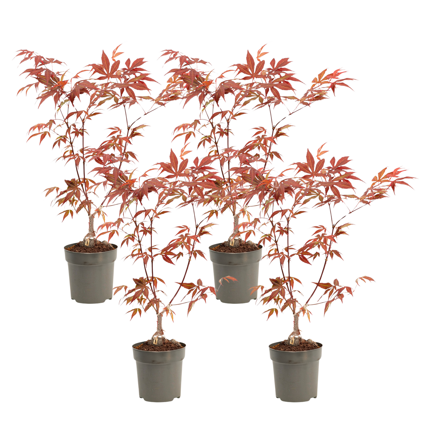 Japanese maple - 4 pcs. - Acer palmatum 'Atropurpureum' - H25-40cm - ⌀10,5cm