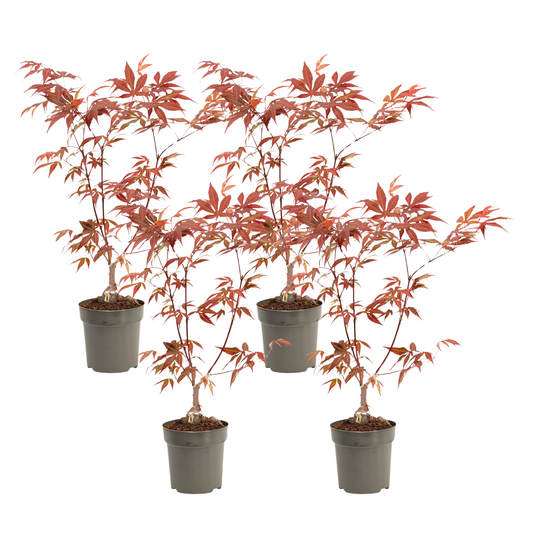 Japanese maple - 4 pcs. - Acer palmatum 'Atropurpureum' - H25-40cm - ⌀10,5cm