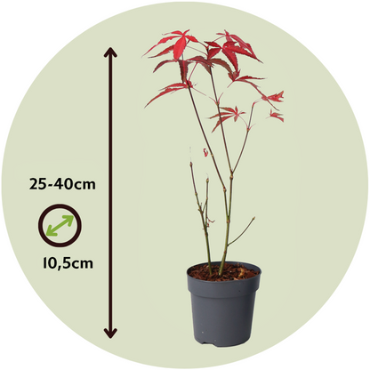 Japanese maple - 4 pcs. - Acer palmatum 'Atropurpureum' - H25-40cm - ⌀10,5cm