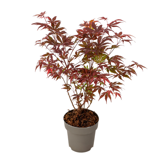 Red Leaf Japanese Maple 'Atropurpureum' - Acer palmatum - Height 35-55cm - ø15cm