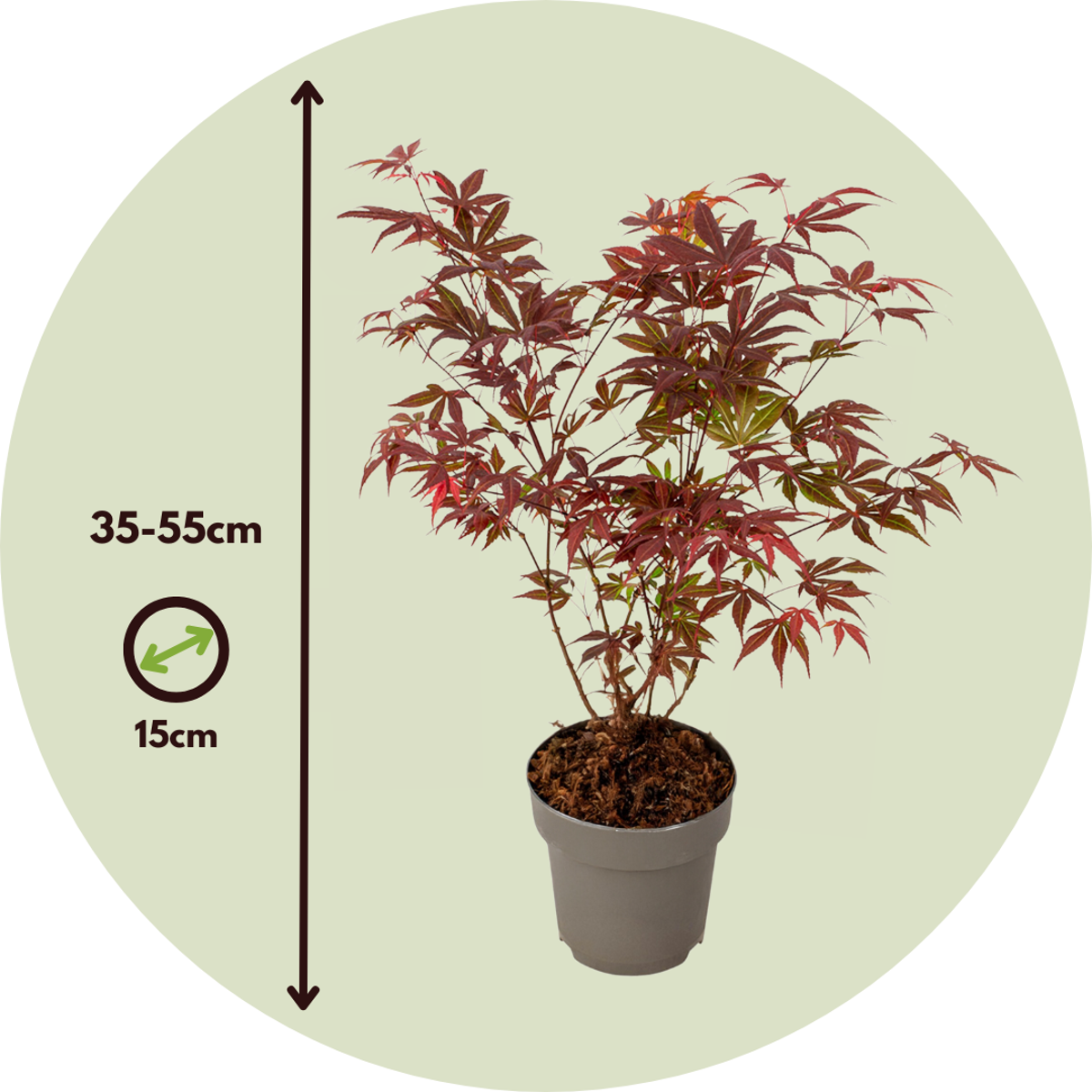 Japanese maple - 2 pcs - Acer palmatum Atropurpureum - Height 35-55cm - ⌀15cm