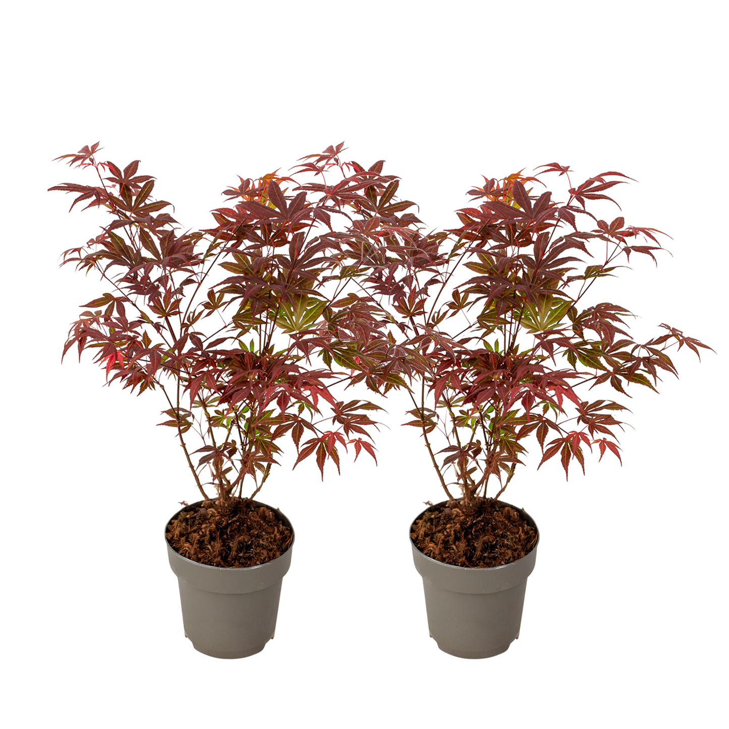 Japanese maple - 2 pcs - Acer palmatum Atropurpureum - Height 35-55cm - ⌀15cm