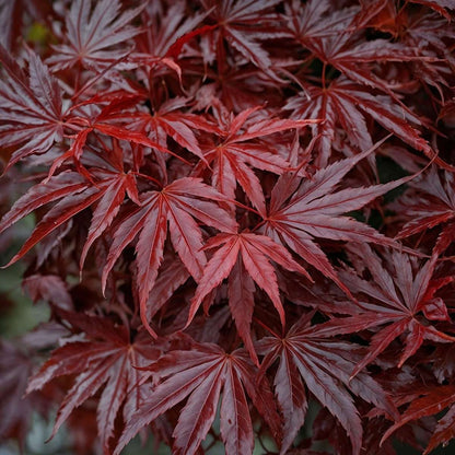Japanese maple - Acer palmatum 'Atropurpureum' - Height 60-70cm - ⌀19cm