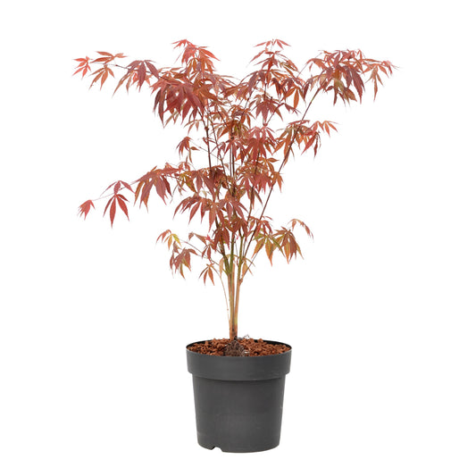 Japanese maple - Acer palmatum 'Atropurpureum' - Height 60-70cm - ⌀19cm