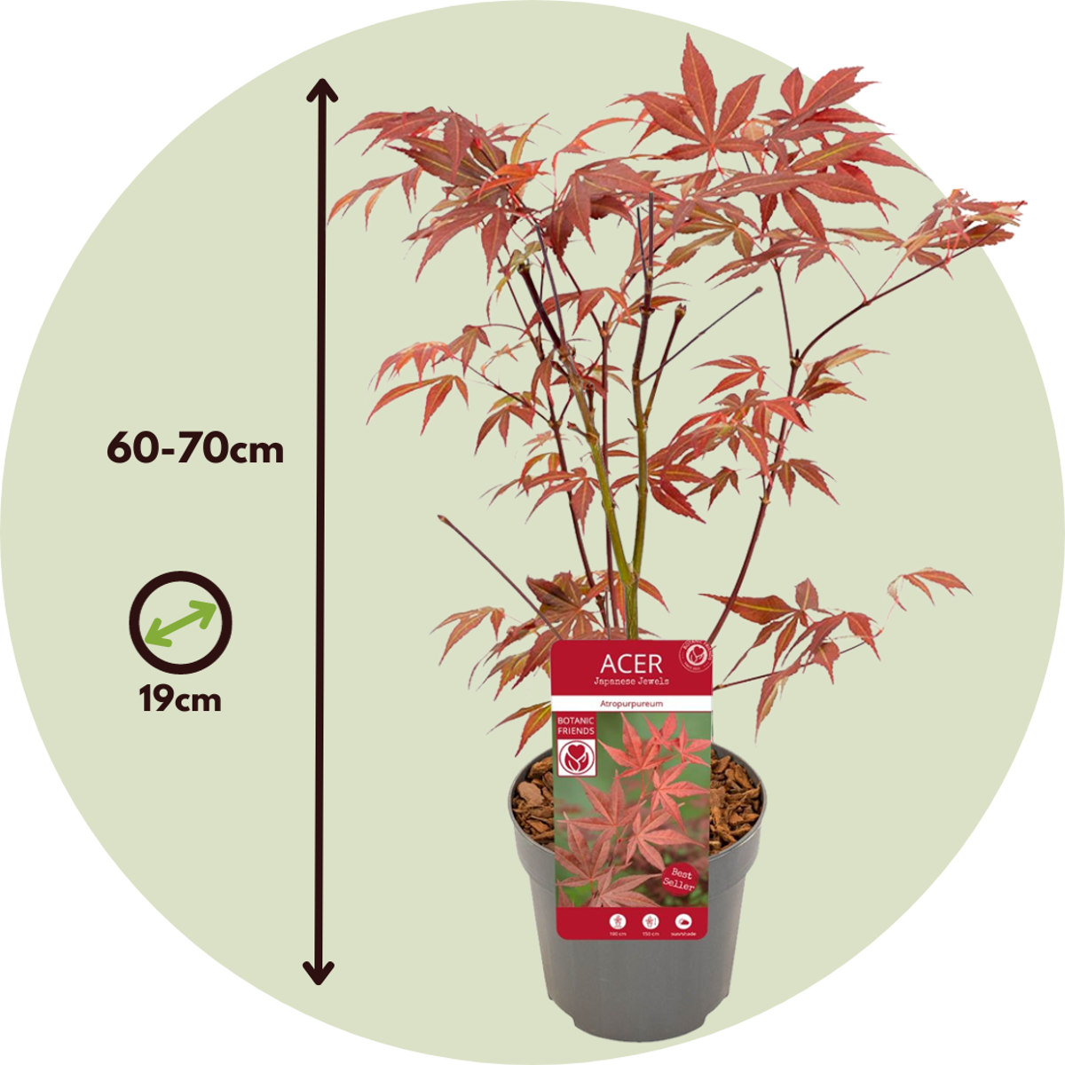 Japanese maple - Acer palmatum 'Atropurpureum' - Height 60-70cm - ⌀19cm