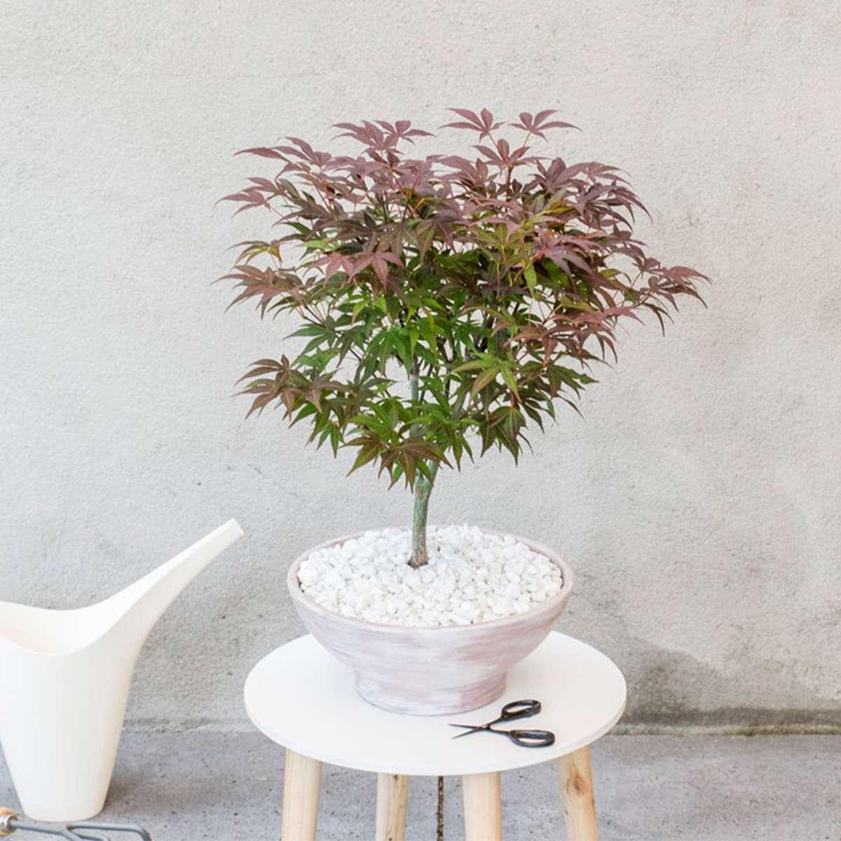 Japanese maple - 2 pcs. - Acer palmatum 'Atropurpureum' - Height 60-70cm - ⌀19cm