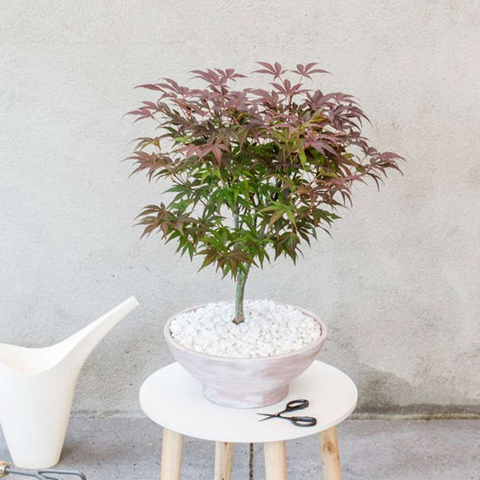 Japanese maple - 2 pcs. - Acer palmatum 'Atropurpureum' - Height 60-70cm - ⌀19cm