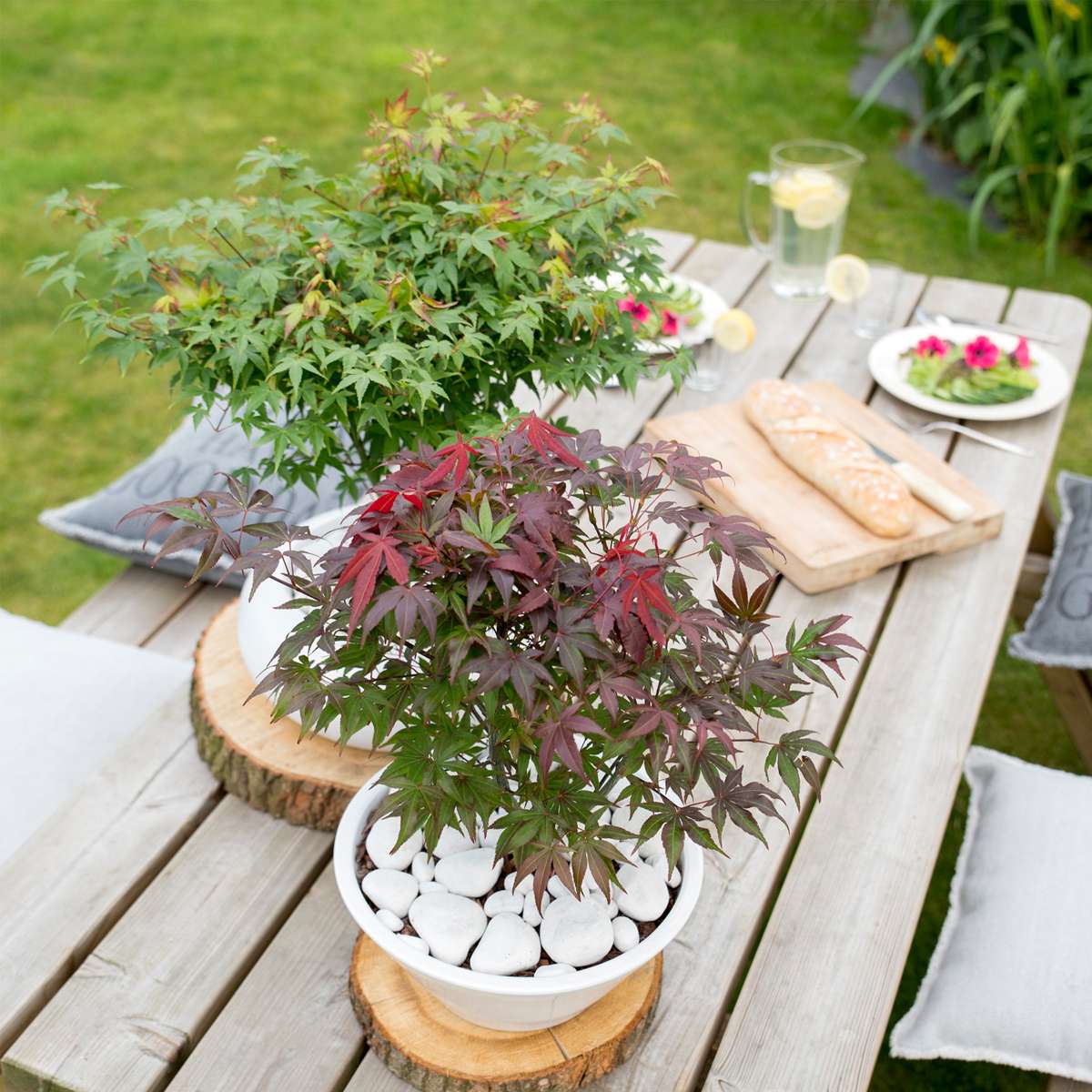 Japanese maple - 2 pcs. - Acer palmatum 'Atropurpureum' - Height 60-70cm - ⌀19cm