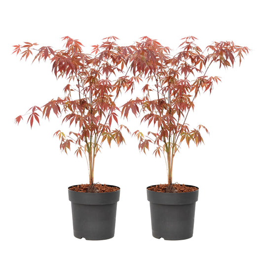 Japanese maple - 2 pcs. - Acer palmatum 'Atropurpureum' - Height 60-70cm - ⌀19cm