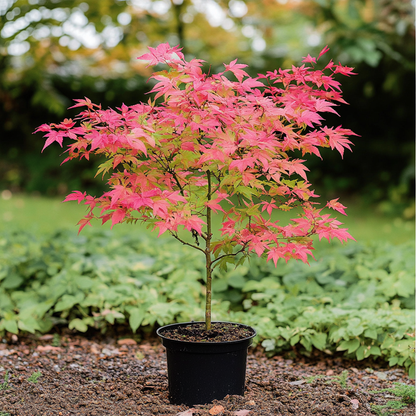 Japanese maple - 2 pcs. - Acer palmatum 'Beni Maiko' - Height 60-70cm - ⌀19cm