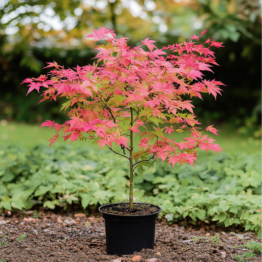 Japanese maple - Acer palmatum 'Beni Maiko' - Height 60-70cm - ⌀19cm