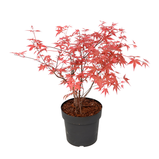 Japanese maple - Acer palmatum 'Beni Maiko' - Height 60-70cm - ⌀19cm