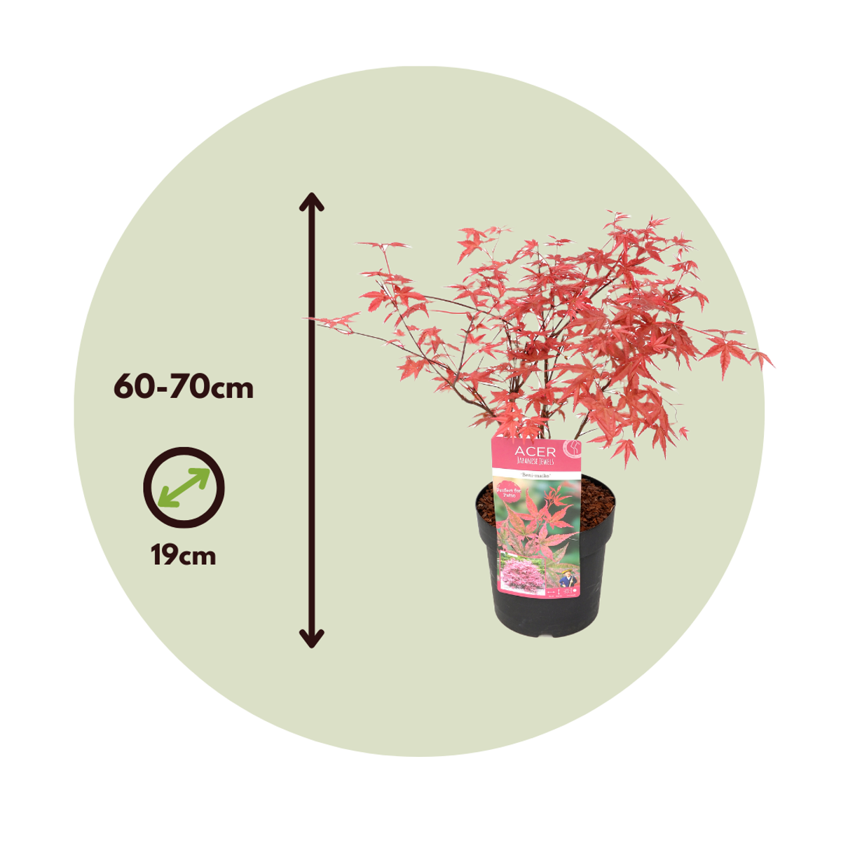 Japanese maple - 2 pcs. - Acer palmatum 'Beni Maiko' - Height 60-70cm - ⌀19cm