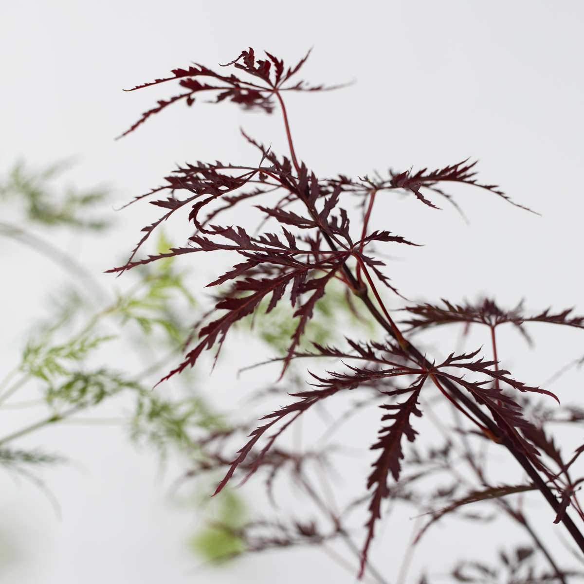 Japanese maple - 2 pcs. - Acer 'Garnet', Acer 'Emerald Lace' - H60-70cm - ⌀19cm