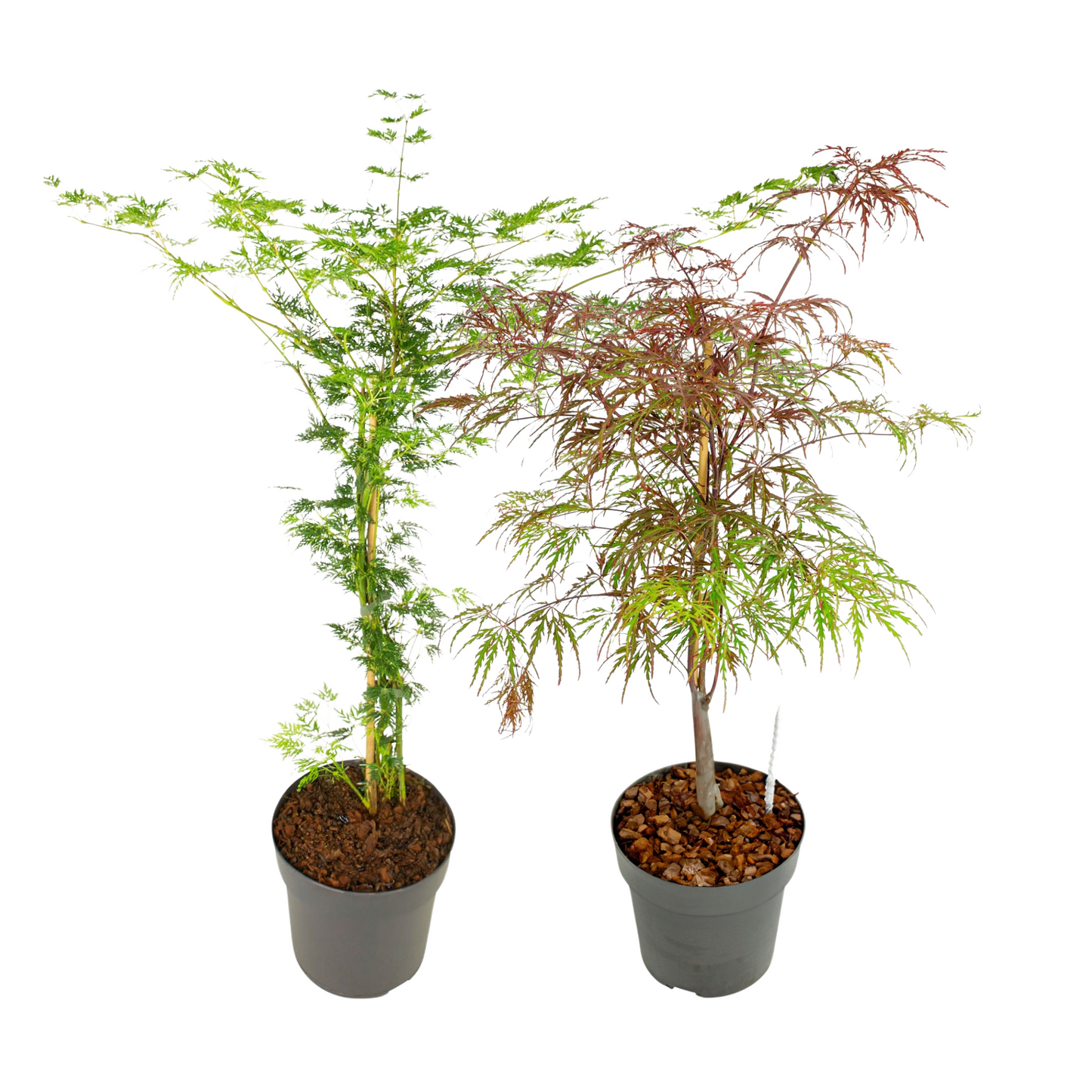 Japanese maple - 2 pcs. - Acer 'Garnet', Acer 'Emerald Lace' - H60-70cm - ⌀19cm