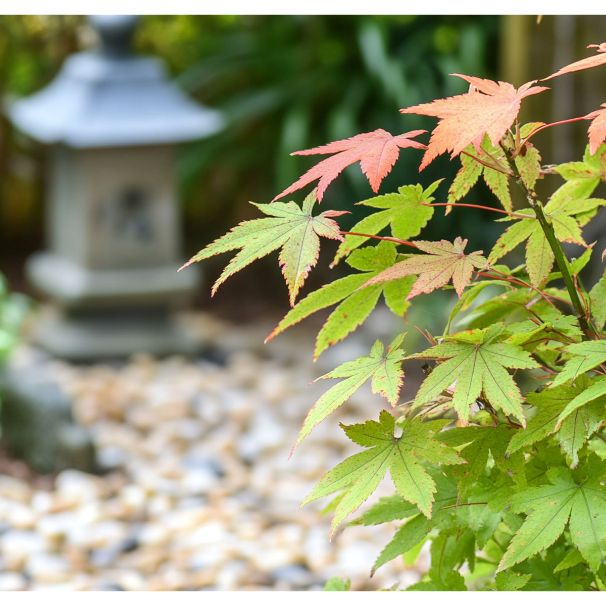 Japanese maple - Acer palmatum 'Orange Dream' - Height 25-40cm - ⌀10,5cm
