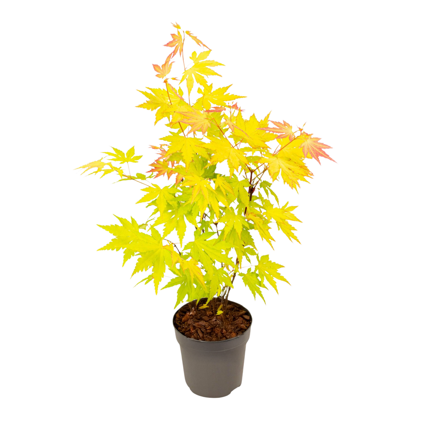 Japanese maple - Acer palmatum 'Orange Dream' - Height 25-40cm - ⌀10,5cm