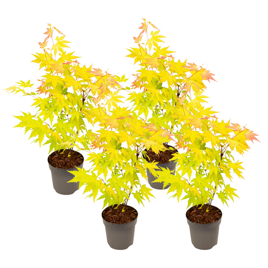 Japanese maple - 4 pcs. - Acer palmatum 'Orange Dream' - H25-40cm - ⌀10,5cm