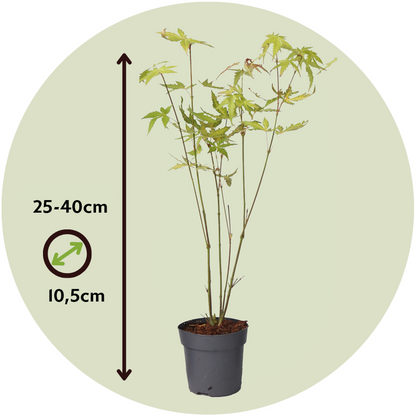 Japanese maple - 4 pcs. - Acer palmatum 'Orange Dream' - H25-40cm - ⌀10,5cm