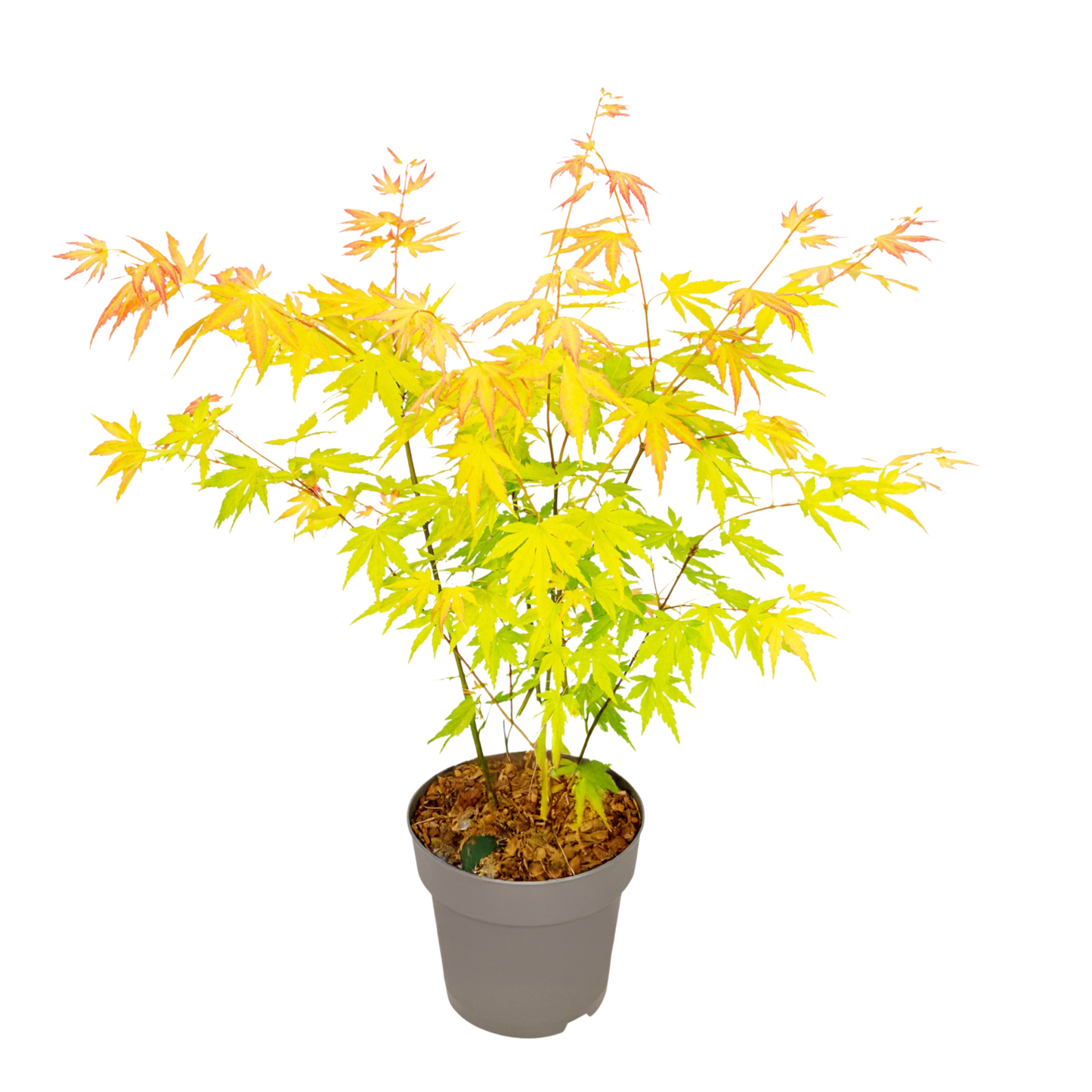 Japanese maple - Acer palmatum 'Orange Dream' - Height 35-55cm - ⌀15cm