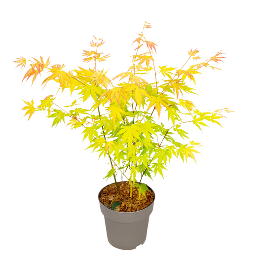 Japanese maple - Acer palmatum 'Orange Dream' - Height 35-55cm - ⌀15cm