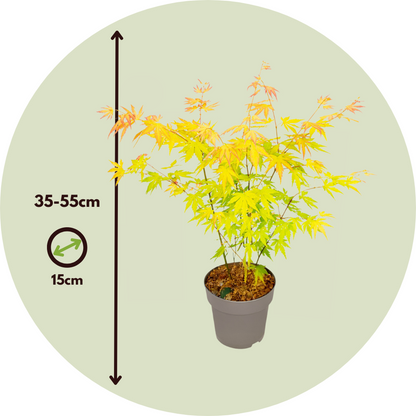 Japanese maple - Acer palmatum 'Orange Dream' - Height 35-55cm - ⌀15cm
