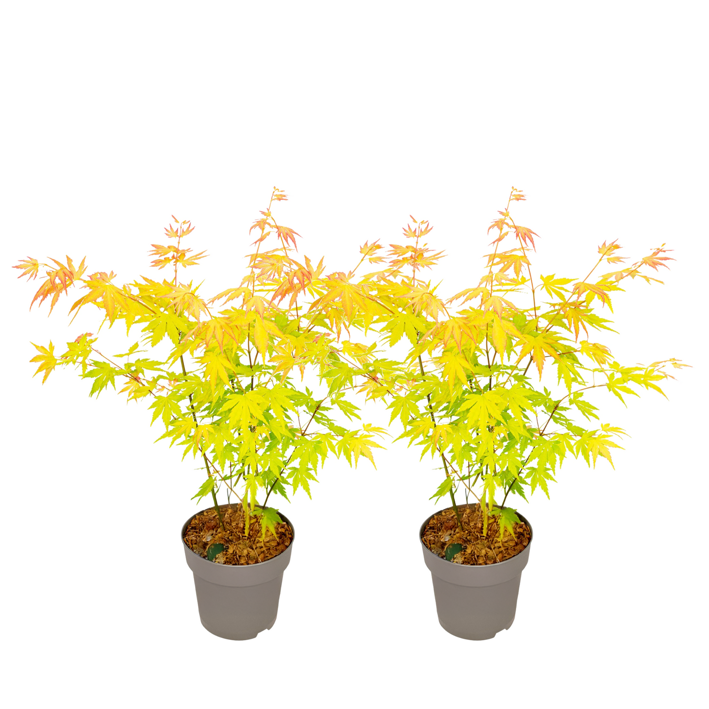 Japanese maple - 2 pcs - Acer palm. 'Orange Dream' - Height 35-55cm - ⌀15cm