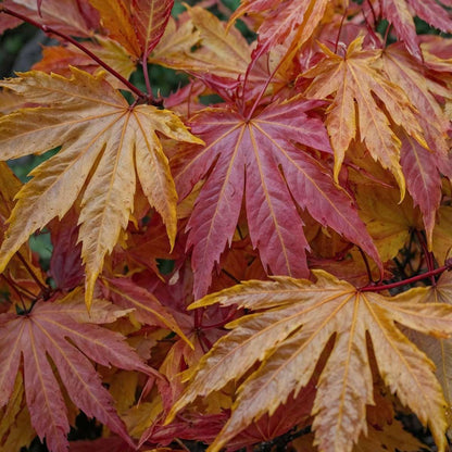 Japanese maple - 2 pcs. - Acer palmatum 'Orange Dream' - Height 60-70cm - ⌀19cm