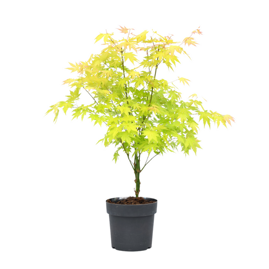 Japanese maple - Acer palmatum 'Orange Dream' - Height 60-70cm - ⌀19cm