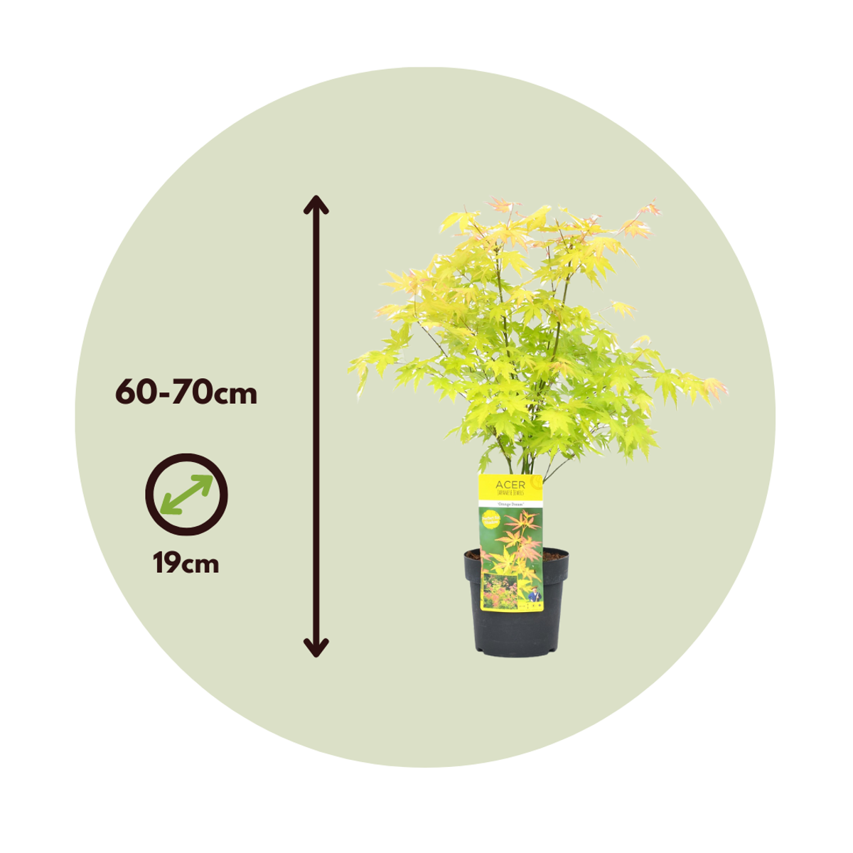 Japanese maple - Acer palmatum 'Orange Dream' - Height 60-70cm - ⌀19cm