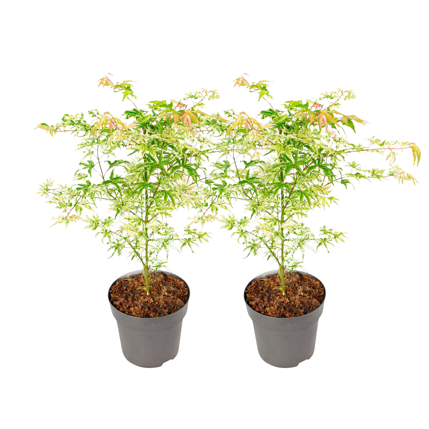 Japanese maple - 2 pcs. - Acer palmatum 'Orange Dream' - Height 60-70cm - ⌀19cm