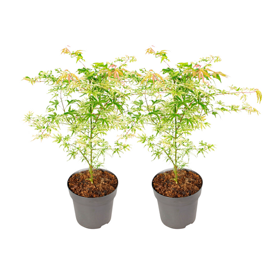 Japanese maple - 2 pcs. - Acer palmatum 'Orange Dream' - Height 60-70cm - ⌀19cm