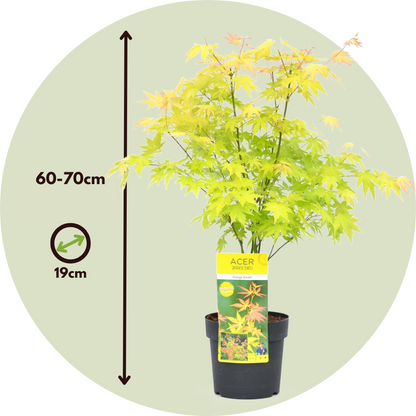 Japanese maple - 2 pcs. - Acer palmatum 'Orange Dream' - Height 60-70cm - ⌀19cm