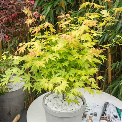 Japanese maple - 3 pcs. - Acer palmatum - Height 60-70cm - ⌀19cm