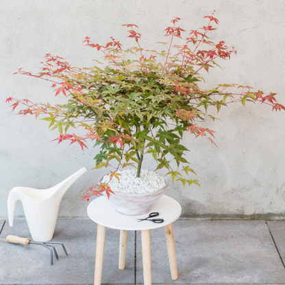 Japanese maple - 3 pcs. - Acer palmatum - Height 60-70cm - ⌀19cm