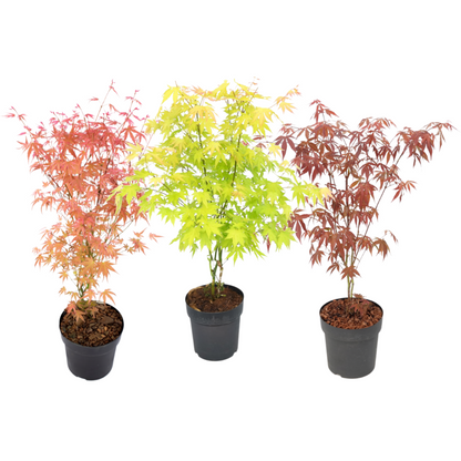 Japanese maple - 3 pcs. - Acer palmatum - Height 60-70cm - ⌀19cm