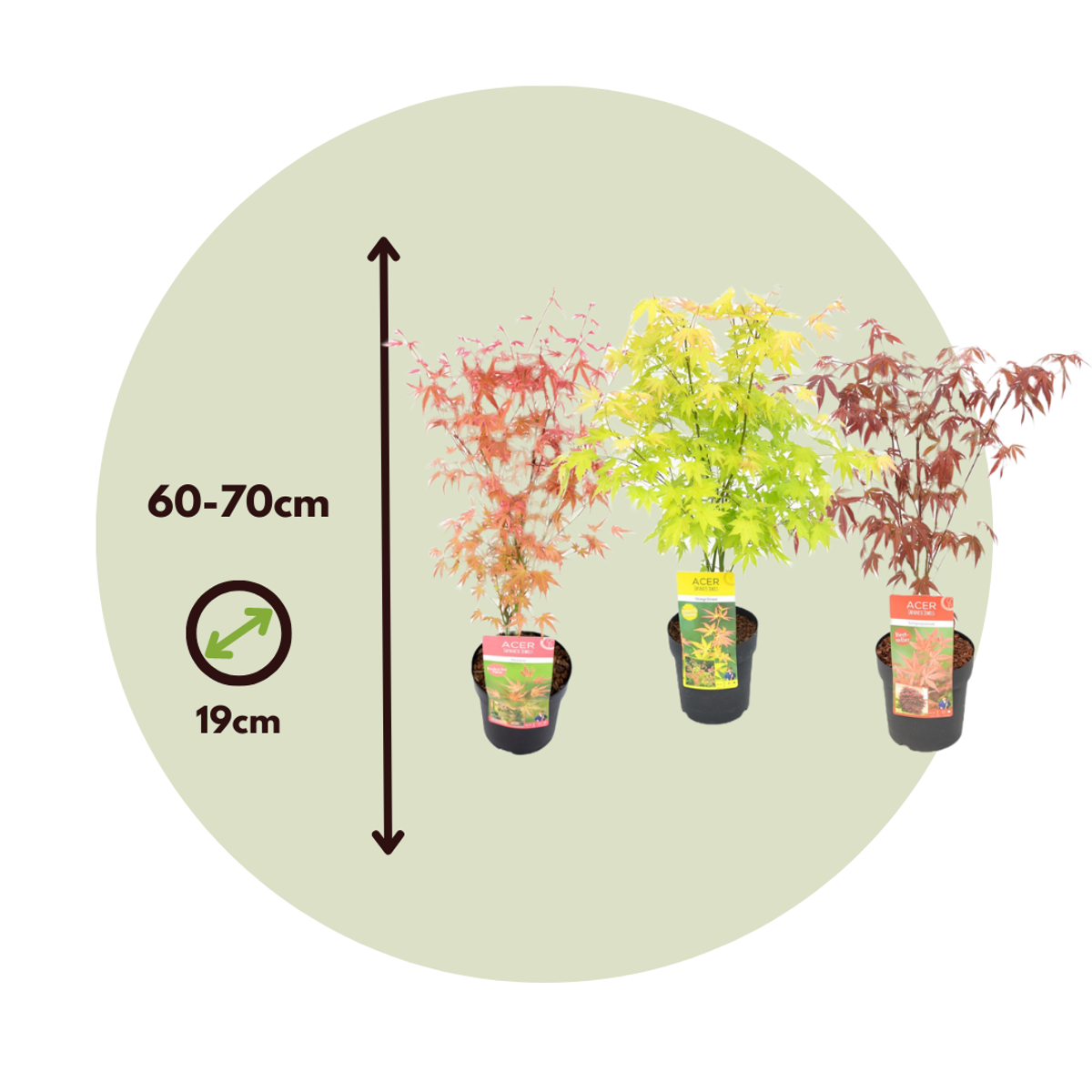 Japanese maple - 3 pcs. - Acer palmatum - Height 60-70cm - ⌀19cm