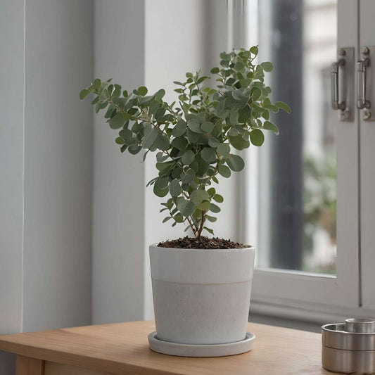 Gum bush - 6 pcs. - Eucalyptus 'Pulverulenta' - Height 25-40cm - ⌀12cm