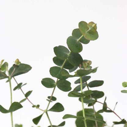 Gum bush - 2 pcs. - Eucalyptus pulverulenta 'Baby Blue' - Height 35-45cm - ⌀15cm