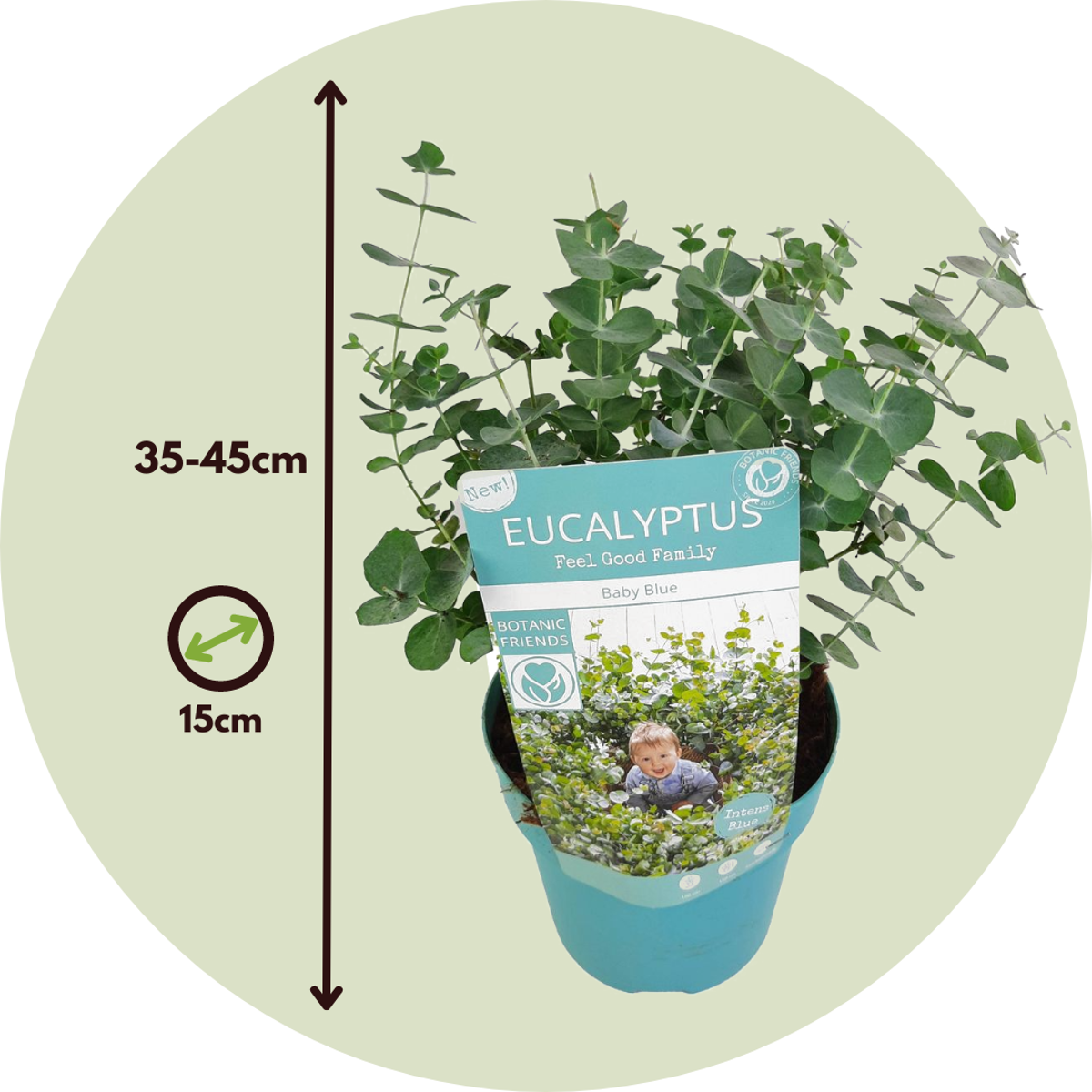 Gum bush - 2 pcs. - Eucalyptus pulverulenta 'Baby Blue' - Height 35-45cm - ⌀15cm