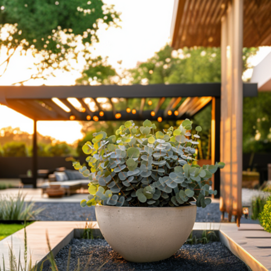 Gum bush - Eucalyptus pulverulenta 'Baby Blue' - Height 40-50cm - ⌀19cm